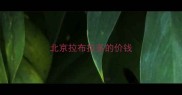 北京拉布拉多的价钱