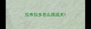 拉布拉多怎么挑成犬