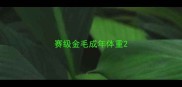 赛级金毛成年体重