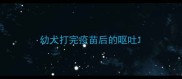 幼犬打完疫苗后的呕吐