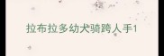 拉布拉多幼犬骑跨人手