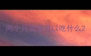 两个月猫猫可以吃什么