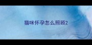 猫咪怀孕怎么照顾