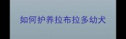 如何护养拉布拉多幼犬