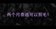 两个月泰迪可以剪毛
