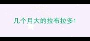 几个月大的拉布拉多
