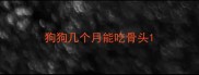 狗狗几个月能吃骨头