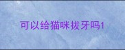 可以给猫咪拔牙吗