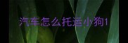 汽车怎么托运小狗