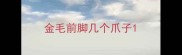 金毛前脚几个爪子