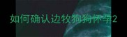 如何确认边牧狗狗怀孕
