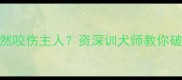 4年养大的泰迪突然咬伤主人资深训犬师教你破解狗狗攻击行为