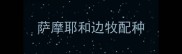 萨摩耶和边牧配种