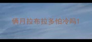 俩月拉布拉多怕冷吗