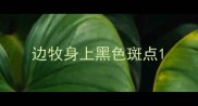 边牧身上黑色斑点