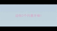 边牧2个月磨牙棒