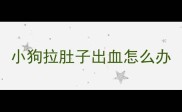 小狗拉肚子出血怎么办