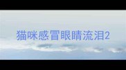 猫咪感冒眼睛流泪