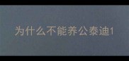 为什么不能养公泰迪
