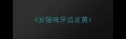 4岁猫咪牙齿发黄