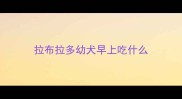 拉布拉多幼犬早上吃什么