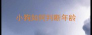 小狗如何判断年龄