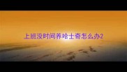 上班没时间养哈士奇怎么办