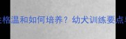 2个月马犬性格温和如何培养幼犬训练要点与饲养指南