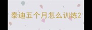 泰迪五个月怎么训练