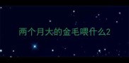 两个月大的金毛喂什么