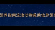 乌鲁木齐免费宠物领养指南流浪动物救助信息领养代替购买全攻略