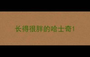 长得很胖的哈士奇