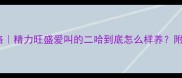 哈士奇性格精力旺盛爱叫的二哈到底怎么样养附训练全攻略