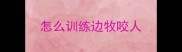 怎么训练边牧咬人