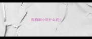 狗狗细小吃什么药