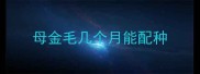 母金毛几个月能配种
