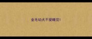 金毛幼犬不爱睡觉