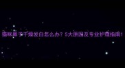 猫咪鼻子干燥发白怎么办5大原因及专业护理指南