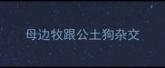 母边牧跟公土狗杂交