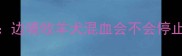 边牧混血犬的发育全边境牧羊犬混血会不会停止生长科学养宠指南