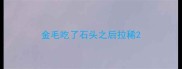 金毛吃了石头之后拉稀