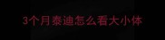3个月泰迪怎么看大小体