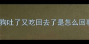 狗狗吐了又吃回去了是怎么回事