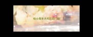 哈士奇多大可以出门遛