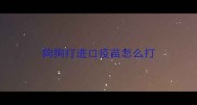 狗狗打进口疫苗怎么打