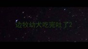 边牧幼犬吃完吐了