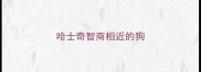 哈士奇智商相近的狗