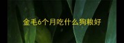 金毛6个月吃什么狗粮好