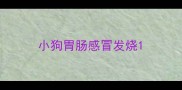 小狗胃肠感冒发烧