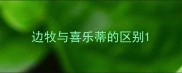 边牧与喜乐蒂的区别